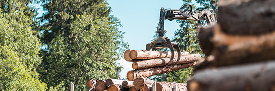 Bomen en afgezaagde takken