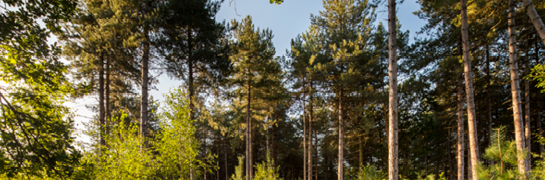 Bomen in een bos